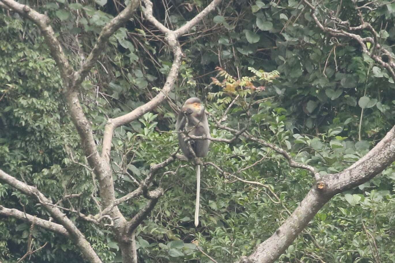 Image of Gray-shanked Douc Langur