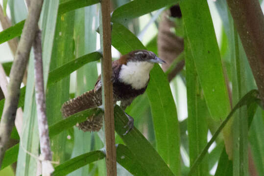 Image of Black-bellied Wren