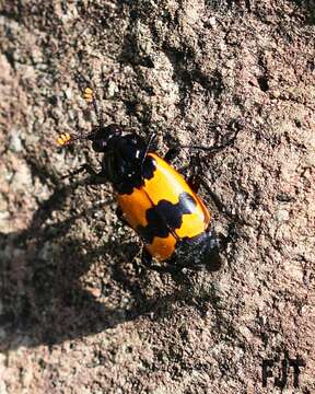 Image of Nicrophorus (Nicrophorus) olidus (Matthews & A. 1887)