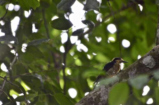 Слика од Melanerpes chrysauchen Salvin 1870