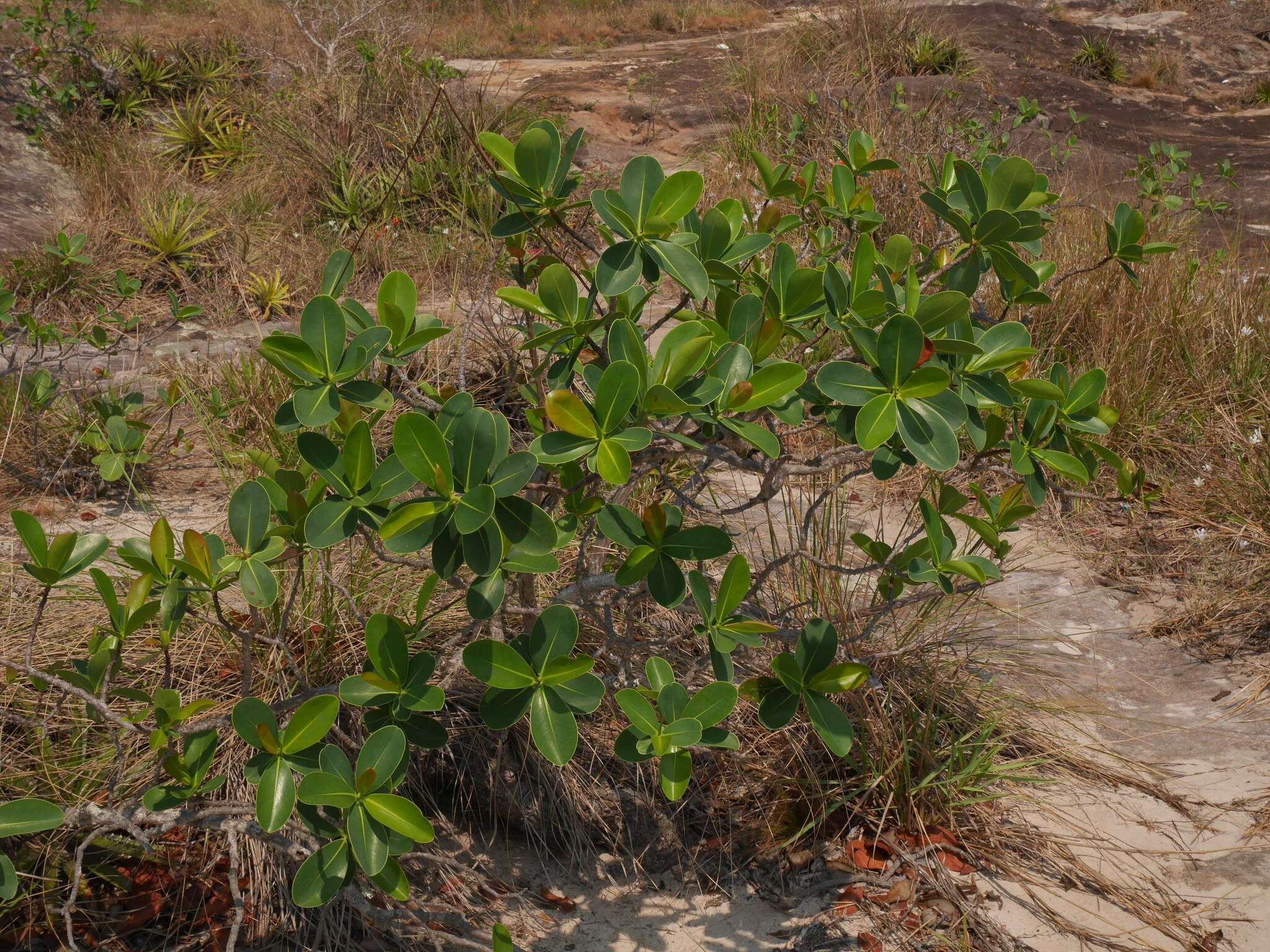 Image of Norantea guianensis var. goyasensis (Cambess.) G. L. Ferreira