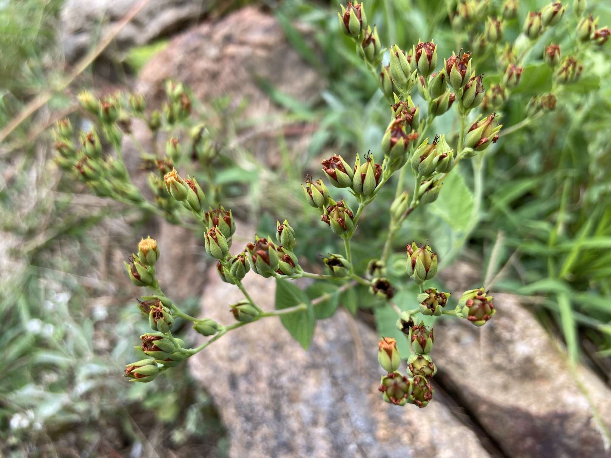 Image of Hypericum connatum Lam.