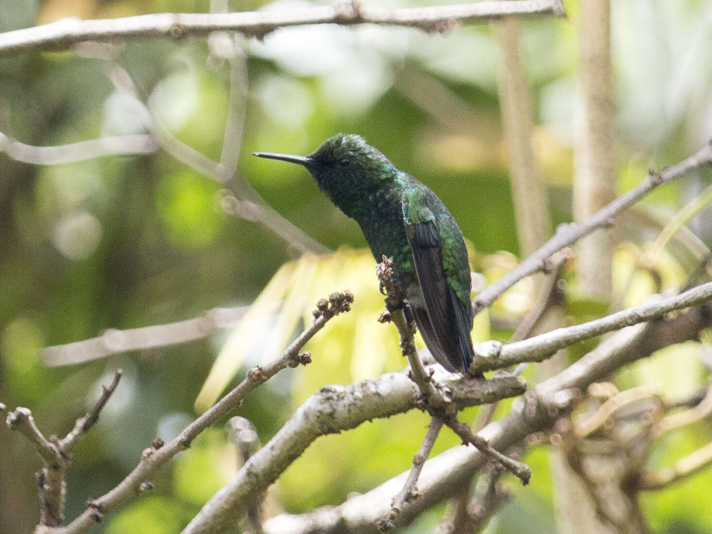 Image of Green-tailed Emerald