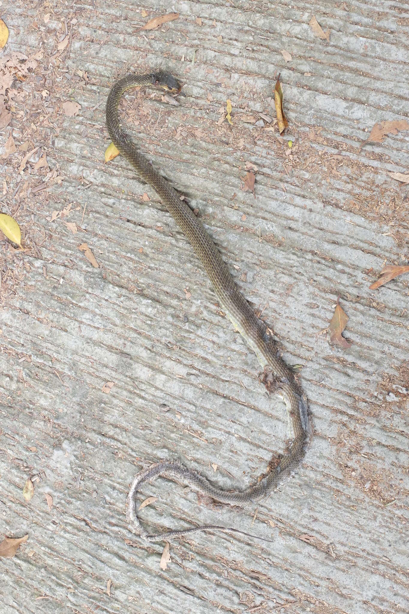 Image of Chinese Ratsnake