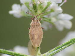 Image of Tingis (Tingis) auriculata (Costa 1874)