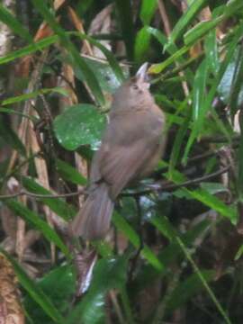 Image of Colluricincla rufogaster griseata (Gray & GR 1858)