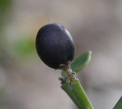 Image de Carissa haematocarpa (Eckl.) A. DC.