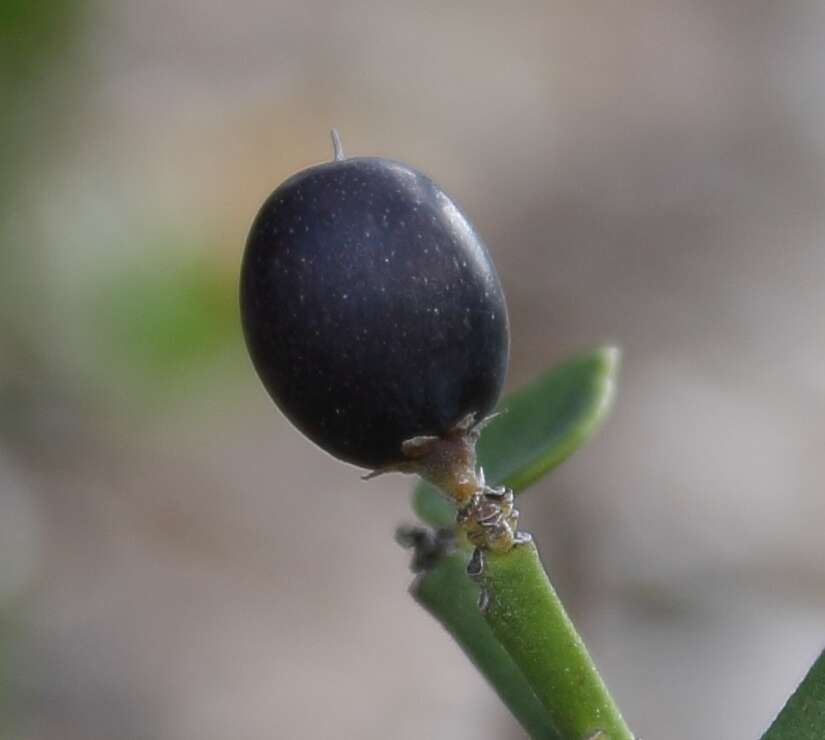 Image de Carissa haematocarpa (Eckl.) A. DC.