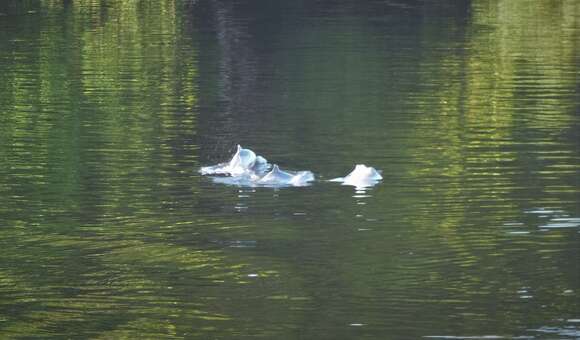 Image of Amazon River Dolphin