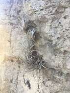 Tillandsia fresnilloensis W. Weber & Ehlers的圖片