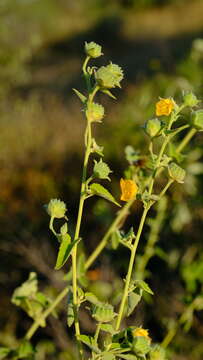 Imagem de Abutilon rehmannii E. G. Baker