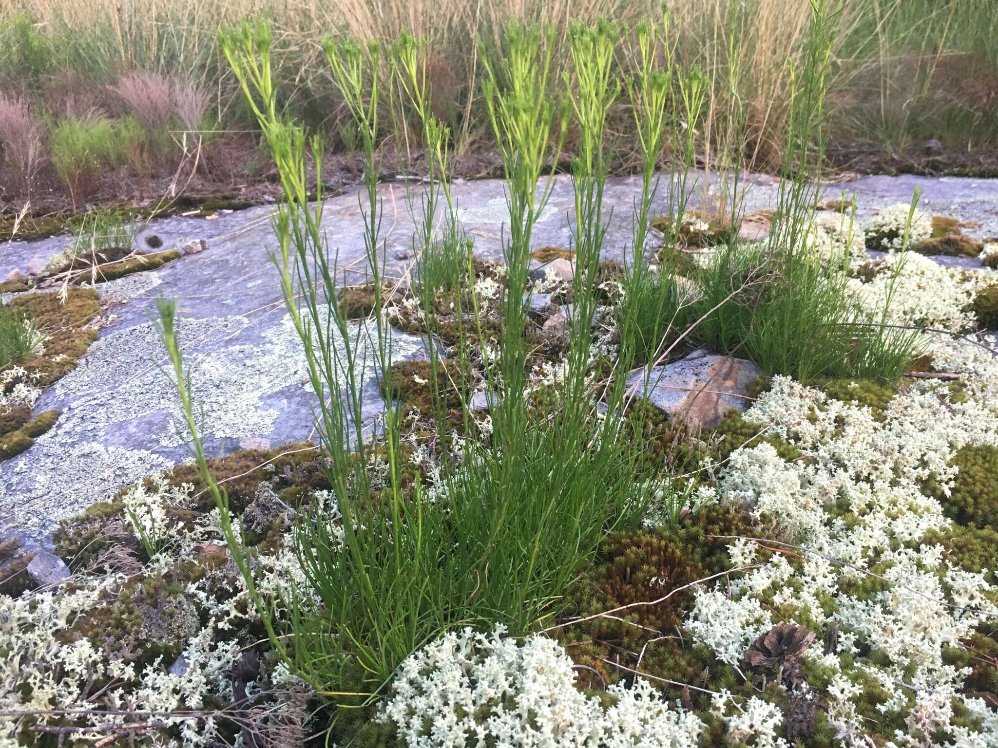 Image of Nuttall's rayless goldenrod