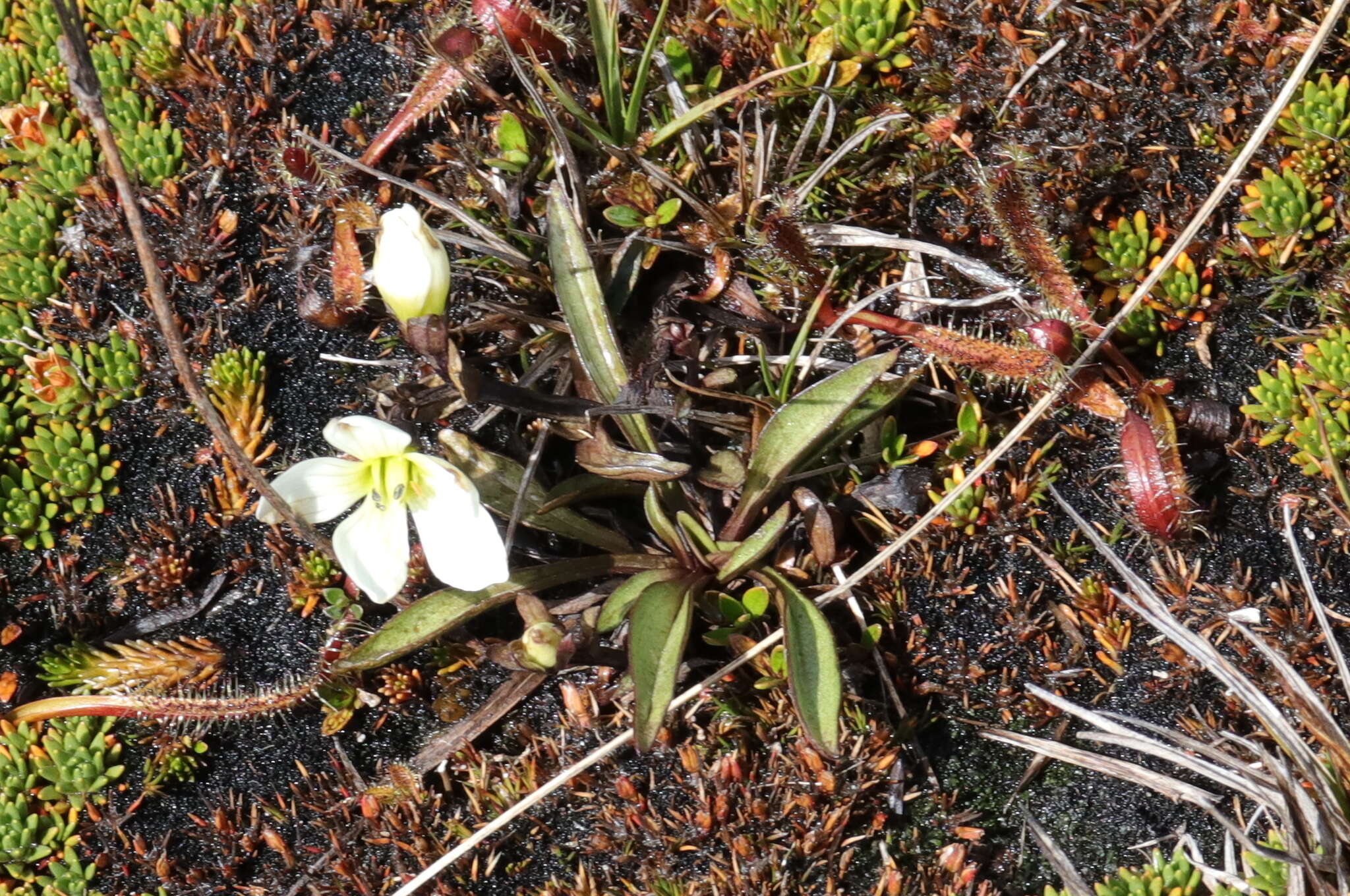 Image of Gentianella serotina (Cockayne) T. N. Ho & S. W. Liu