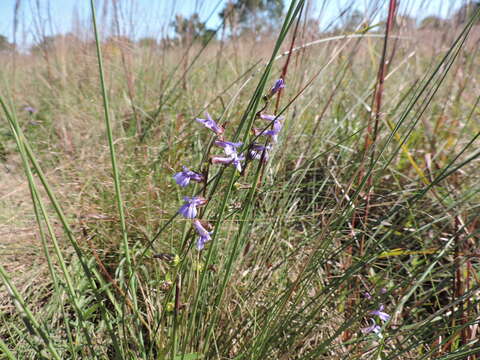 Image of downy lobelia