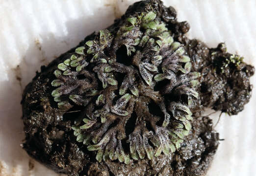 Image of Riccia collata Na-Thalang