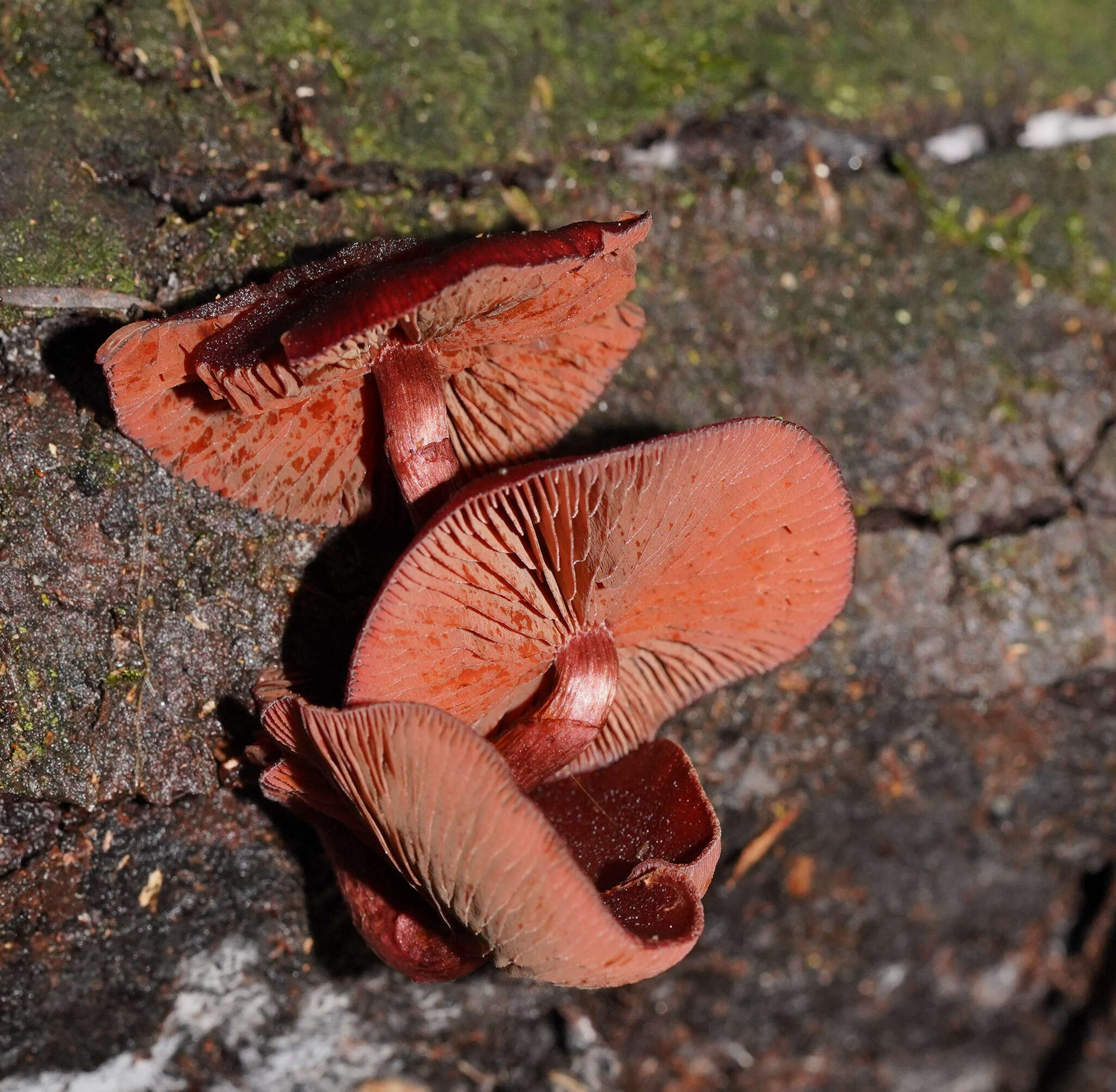 Image of Tubaria rufofulva (Cleland) D. A. Reid & E. Horak 1983