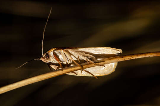 Image of Mountain Beech Flat Moth