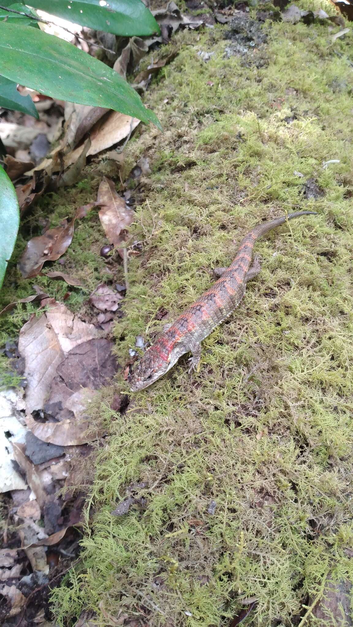 Image of Red-lipped Arboreal Alligator Lizard