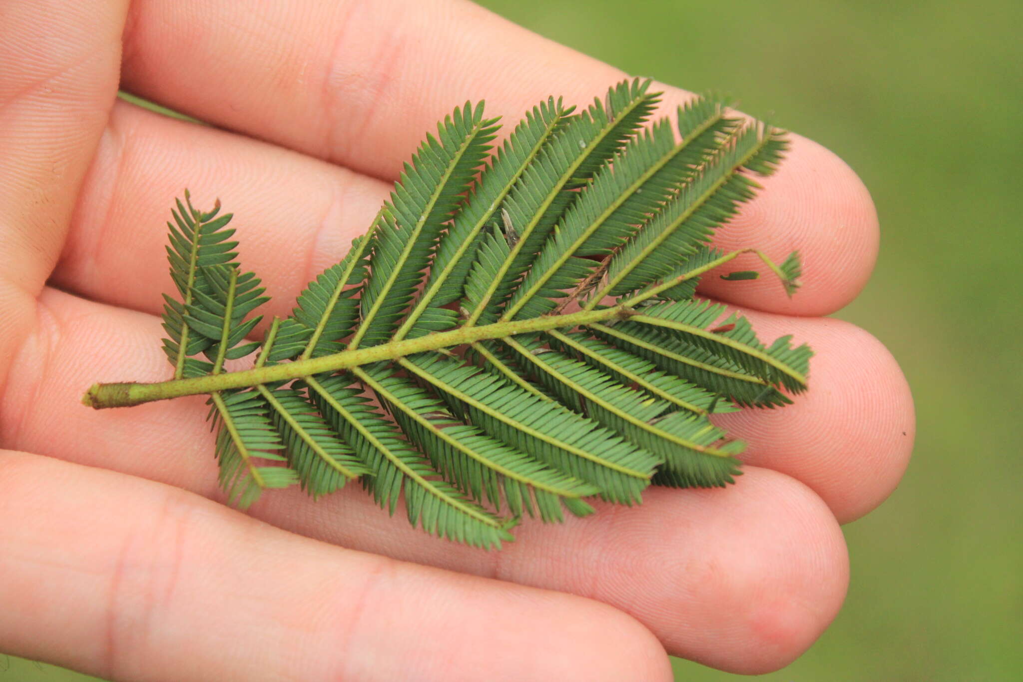 Imagem de Calliandra pittieri Standl.