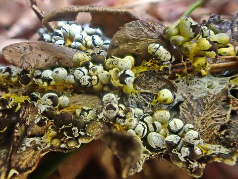 Image of Physarum albescens