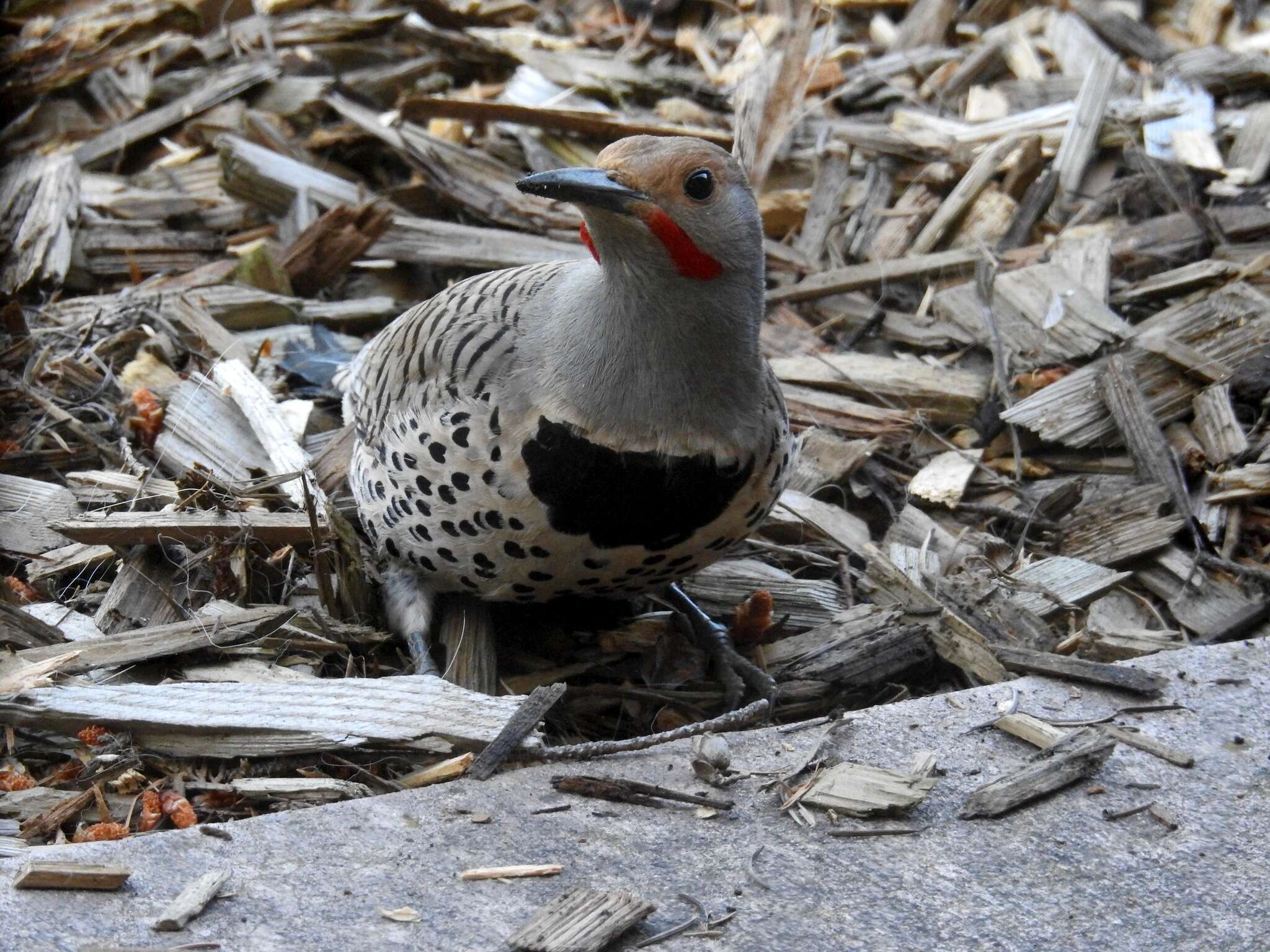 Image of Colaptes auratus cafer (Gmelin & JF 1788)