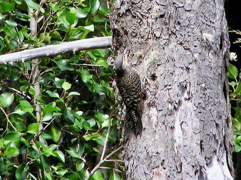 Image of Chilean Flicker