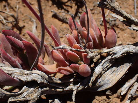 Image of Crassula pubescens Thunb.