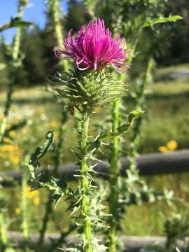 صورة Carduus acanthoides subsp. acanthoides