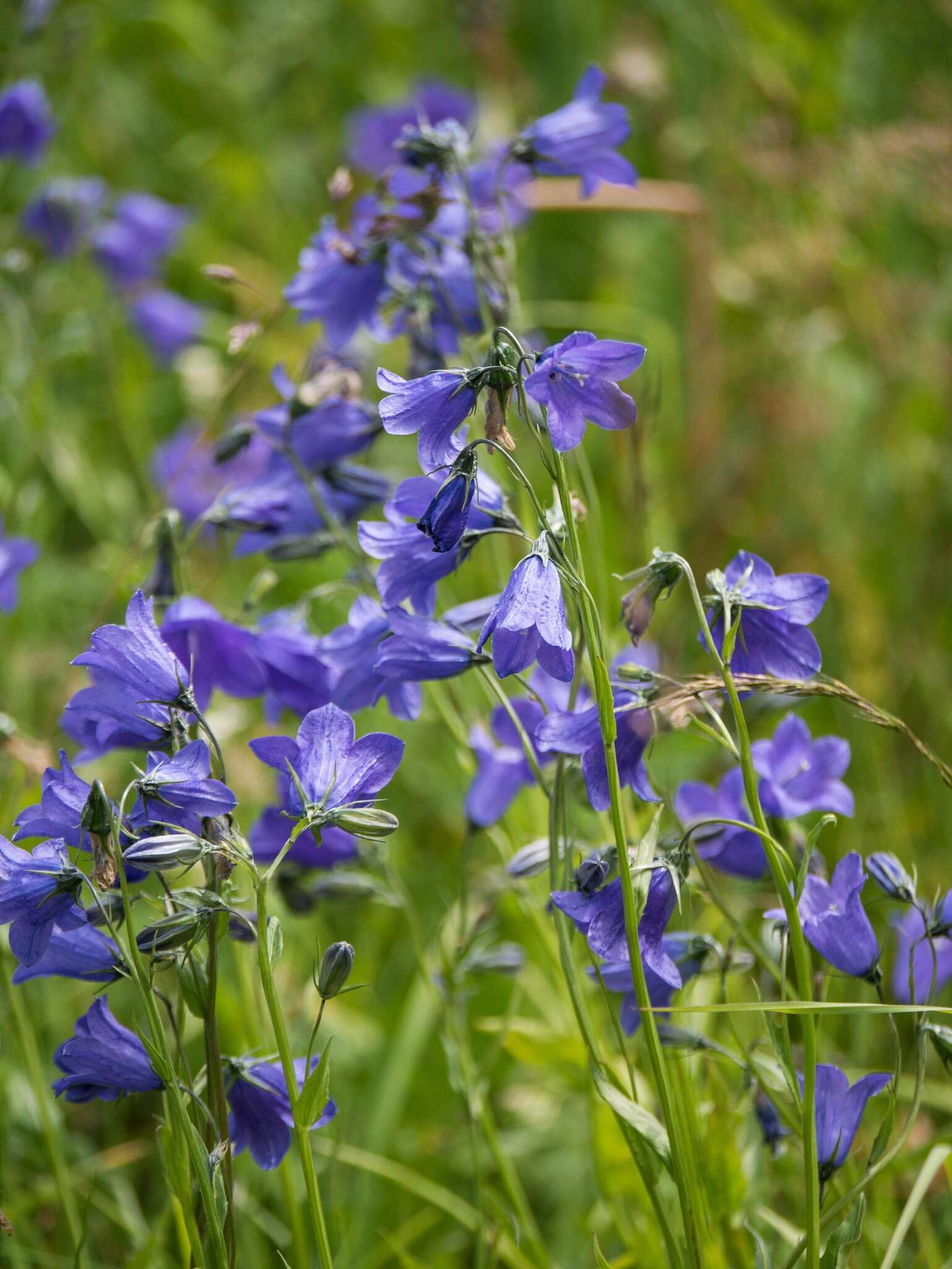 Image of Campanula rhomboidalis L.