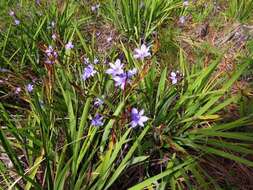 Imagem de Aristea ensifolia J. Muir