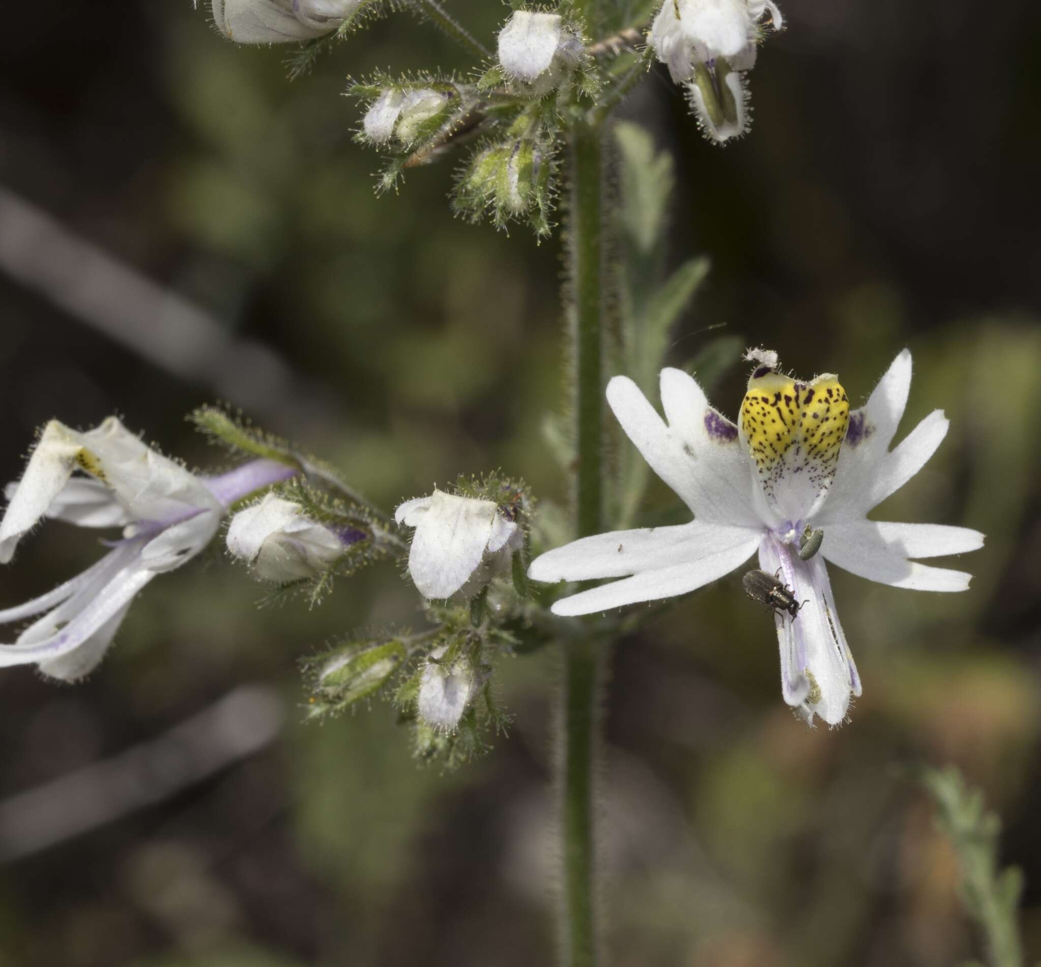 Image of poorman's orchid