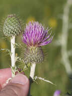 Image de Cirsium flodmanii (Rydb.) Arthur