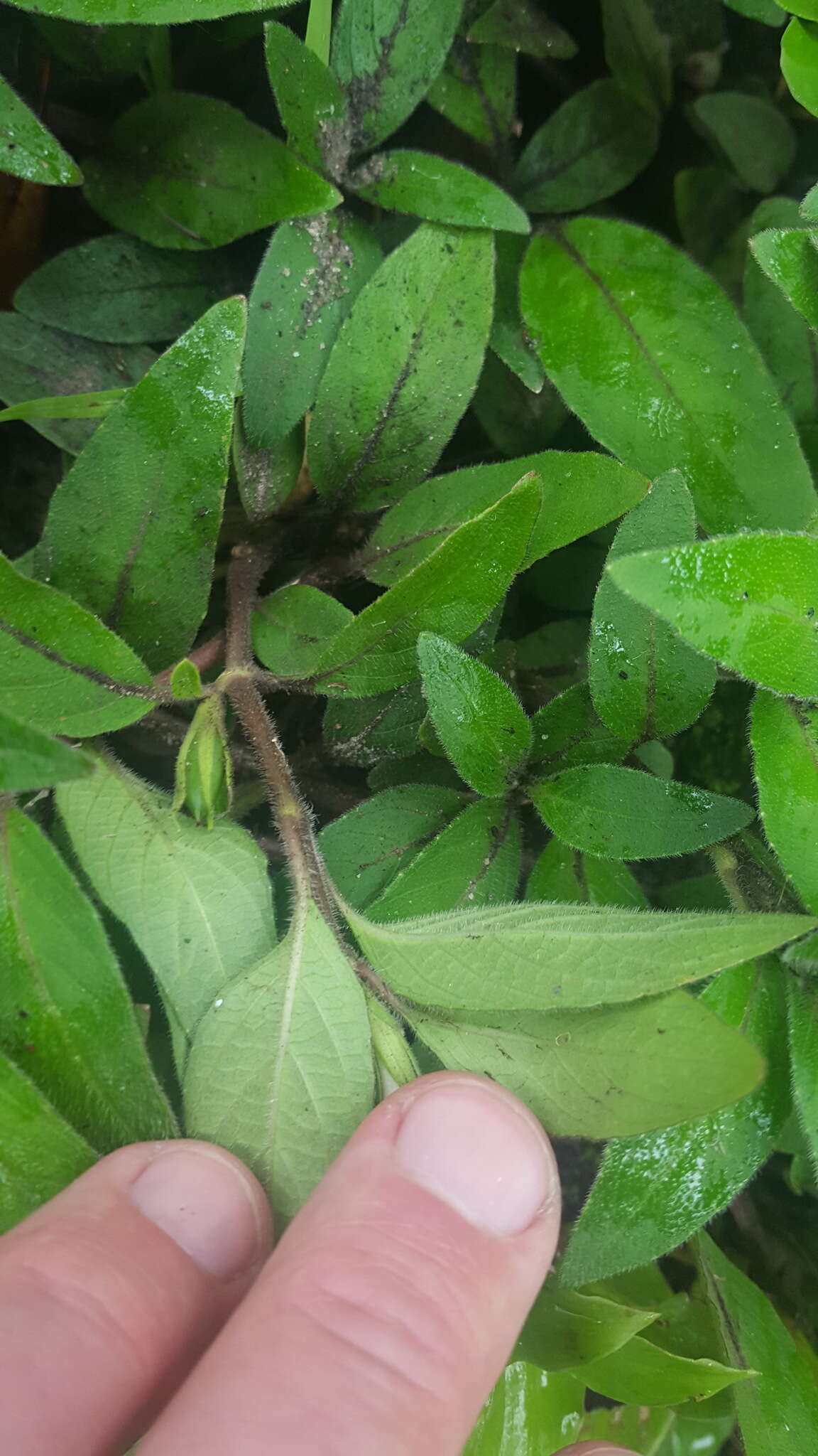 Imagem de Ruellia longepetiolata (Oerst.) Hemsl.