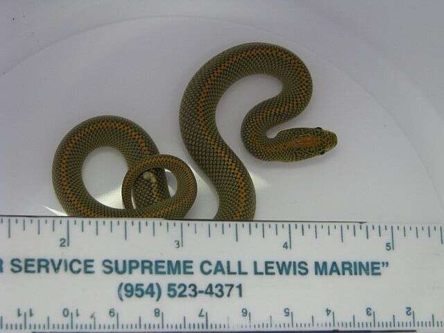 Image of Aurora House Snake