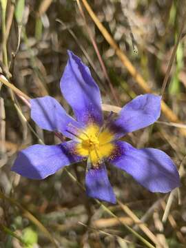 Image of Calydorea xyphioides (Poepp.) Espinosa