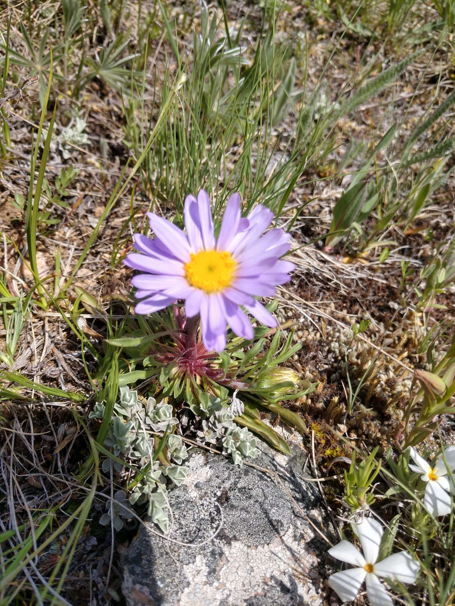 Image of Parry's Townsend daisy