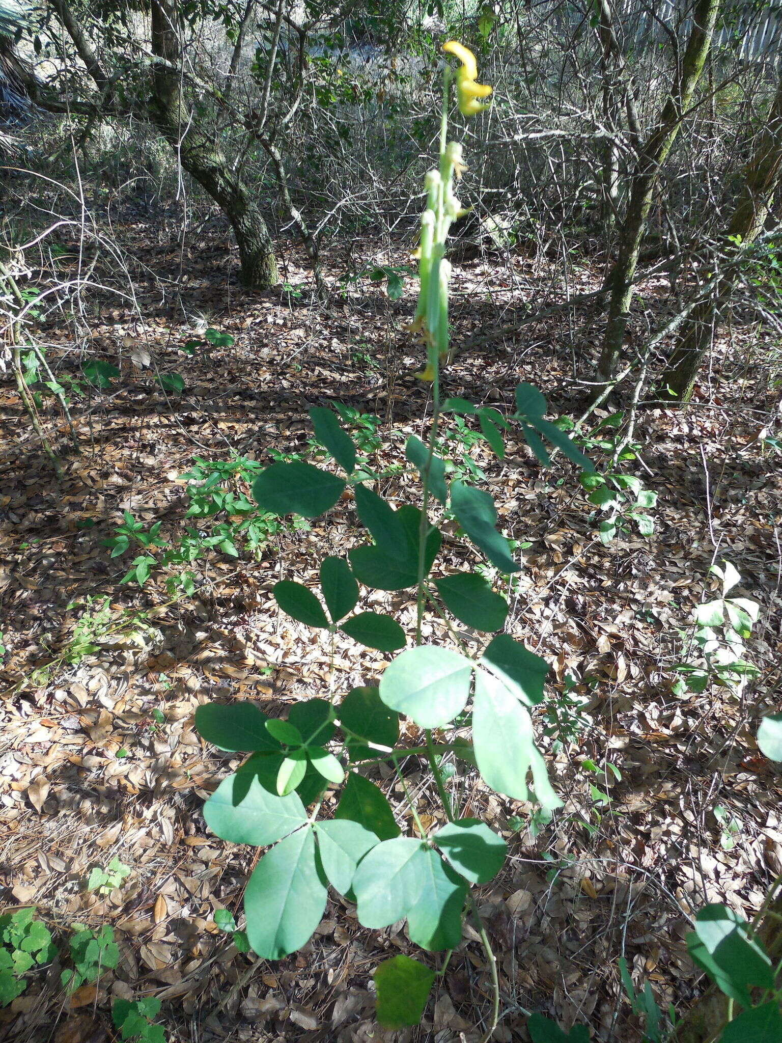 Image of smooth rattlebox