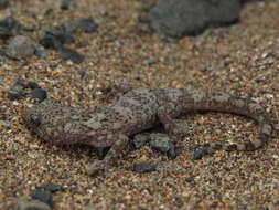 Image of South American Leaf-toed Gecko