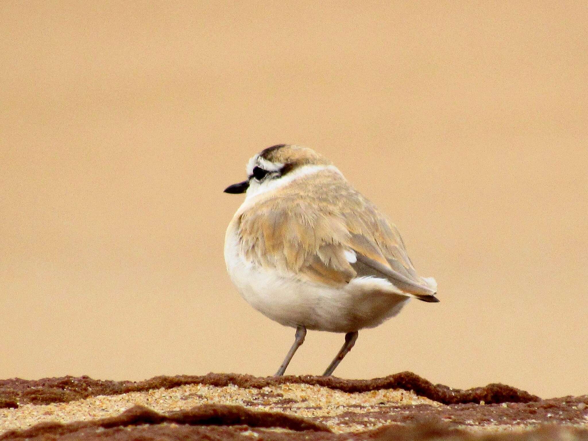 Sivun Charadrius marginatus mechowi (Cabanis 1884) kuva