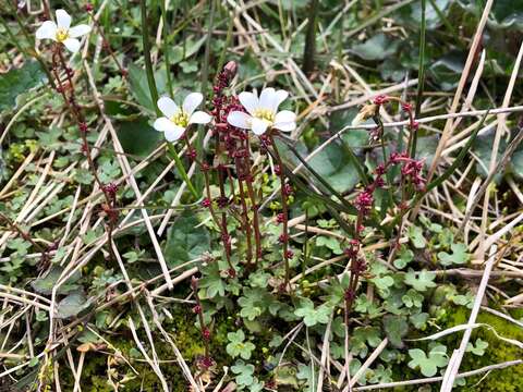 Plancia ëd Saxifraga cernua L.