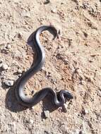 Image of Cape Wolf Snake