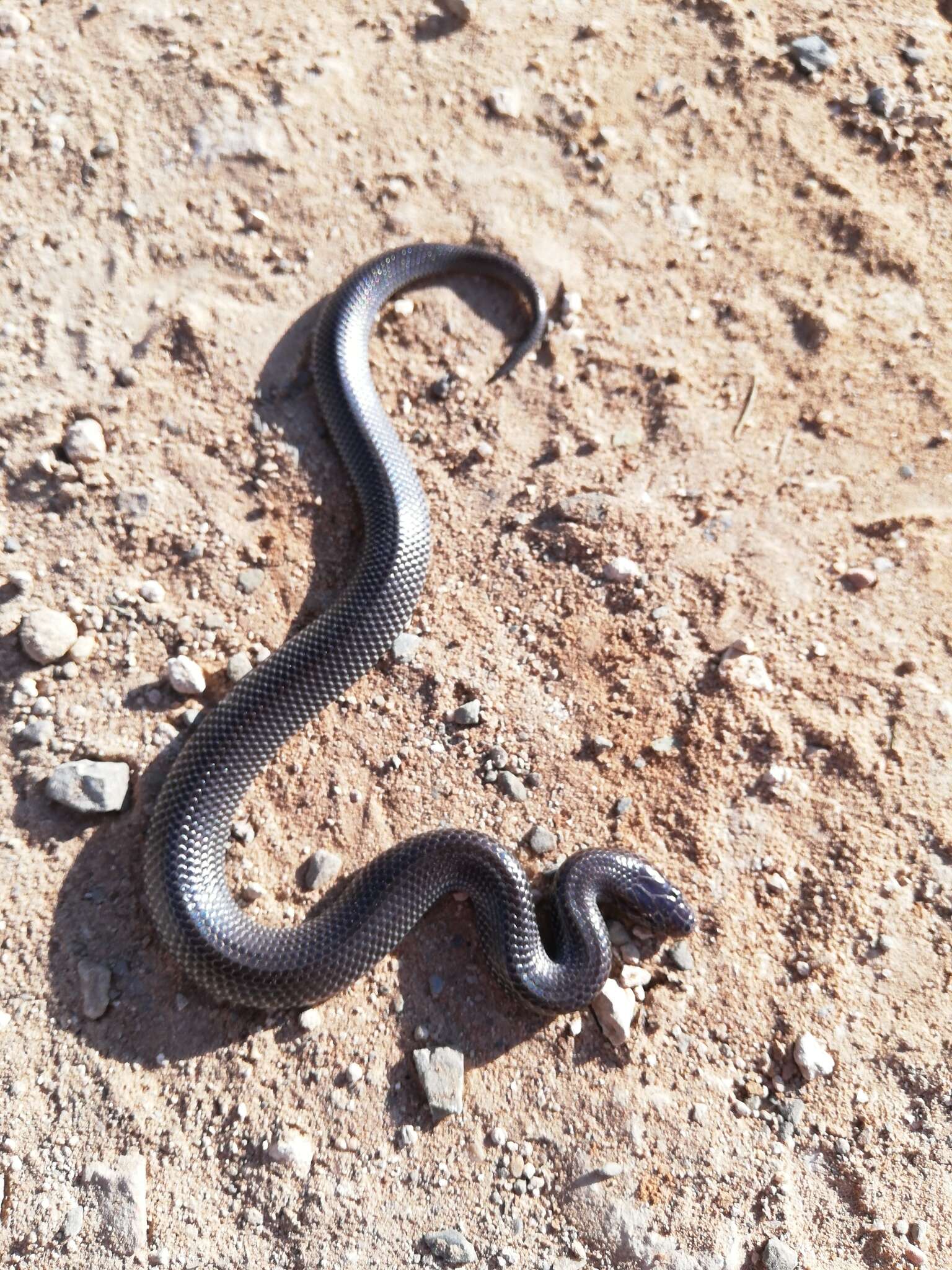 Image of Cape Wolf Snake