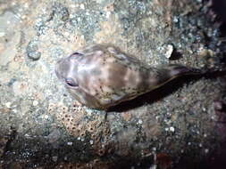 Image of Orange clingfish