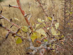 Plancia ëd Pyrus bourgaeana Decne