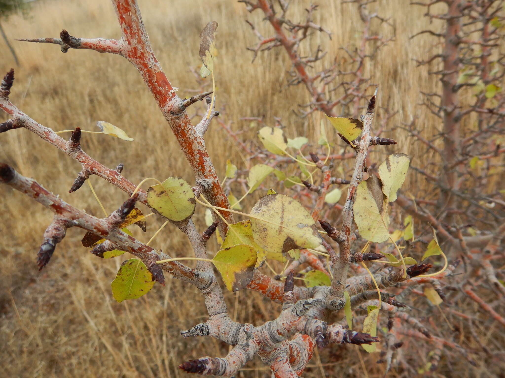 Plancia ëd Pyrus bourgaeana Decne