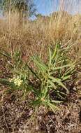 Image of Asclepias mellodora St. Hil.