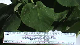 Image of Paulownia tomentosa (Thunb.) Steud.