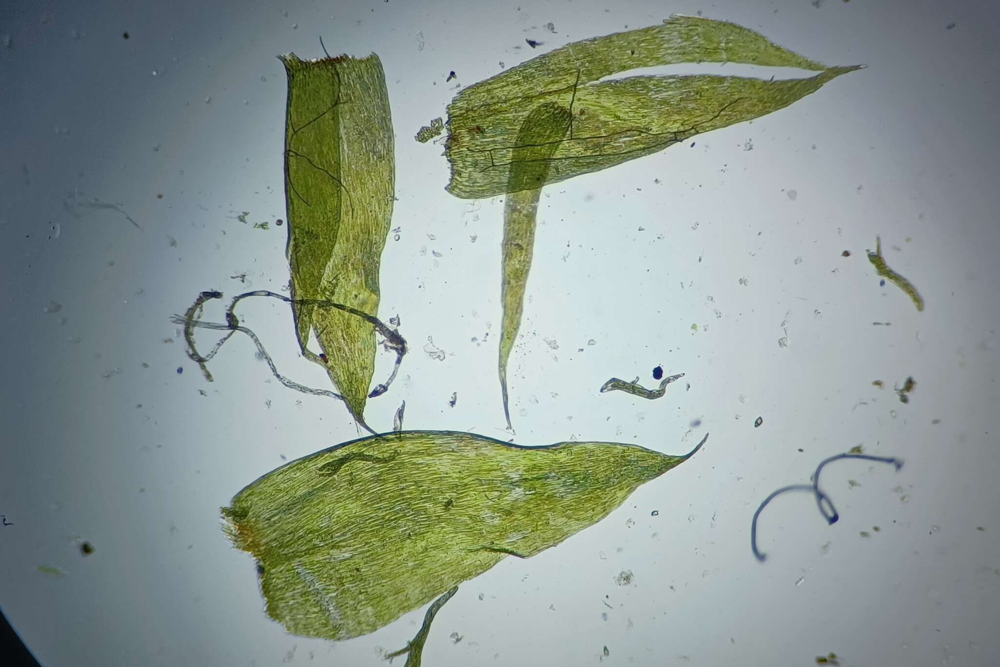Image of pseudotaxiphyllum moss