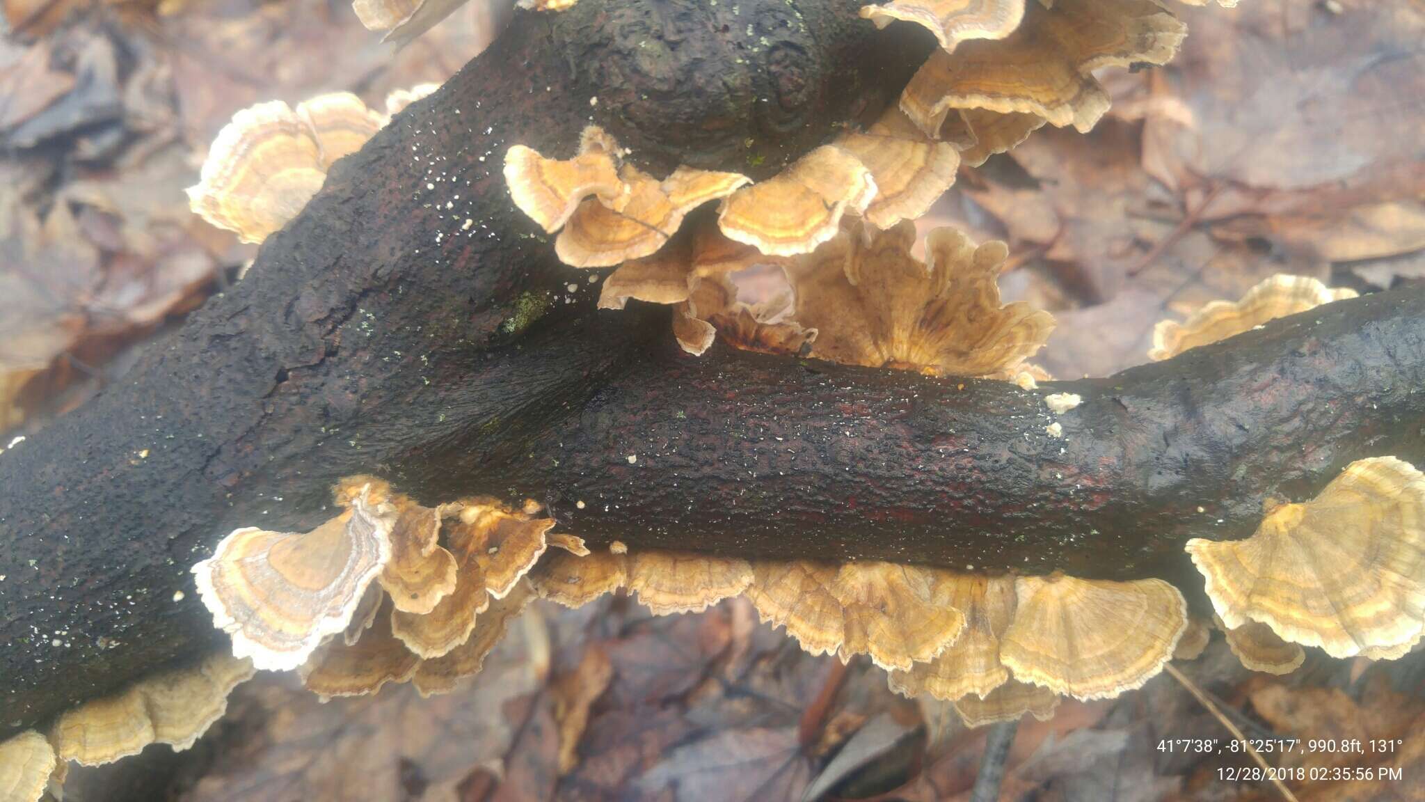 Image of Trametes ochracea (Pers.) Gilb. & Ryvarden 1987