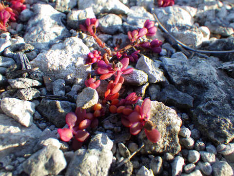 Image of tiny purslane